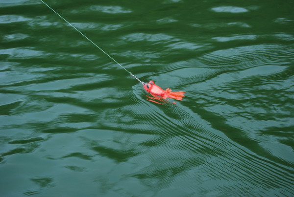 AUD SABAD ก็โดนปลากัดบ่อยมากๆแต่ไม่ค่อยจะได้ปลาครับ ผมว่ามันเบาไปนิดนึง ถ้าถ่วงน้ำหนักเข้าไปอีกหน่อย