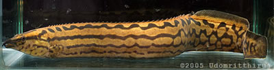 ชนิดที่ 5 ครับ.

5) Mastacembelus tinwini Britz,2007. ครับ ปลาชนิดนี้มีการแพร่กระจายมาในฝั่งไทยด้ว