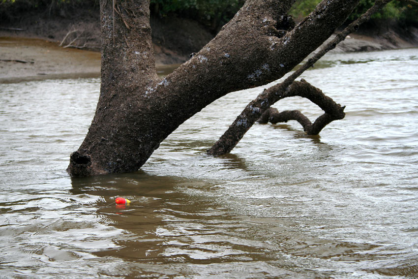 ทุ่นสายลอยยังคงได้รับการไว้วางใจ ส่งเข้าไปหมายใต้โคนต้นไม้กลางคลองเชื่อมต่อแม่น้ำบางประกง  :smile: