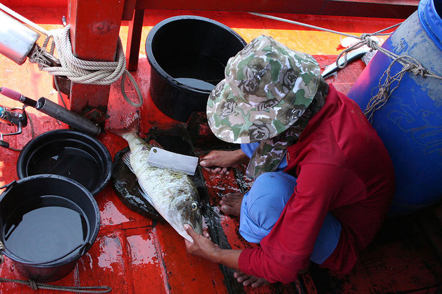 และแล้วหัวฉลอมตัวงาม ก็โดนหามเข้าครัว ... ท้ายเรือ ของดีๆปลาหายากๆแบบนี้ในอ่าวไทยต้องกินกันสดๆ บนเรื