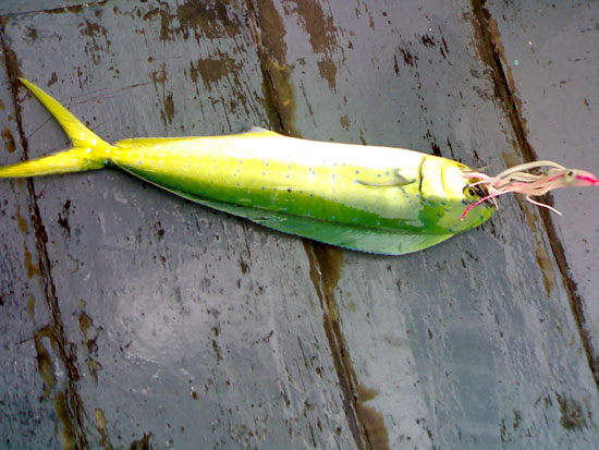 มาแล้วครับ   ปลาตัวแรกของทริปนี้   สีสันสวยสดงดงามครับ :grin: :blush: :love: