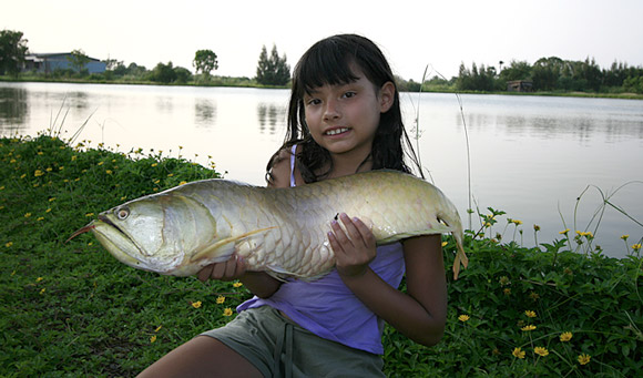 หนูก็ได้เหมือนกันค่ะ อโรวาน่าไซร์สวยๆ :grin: