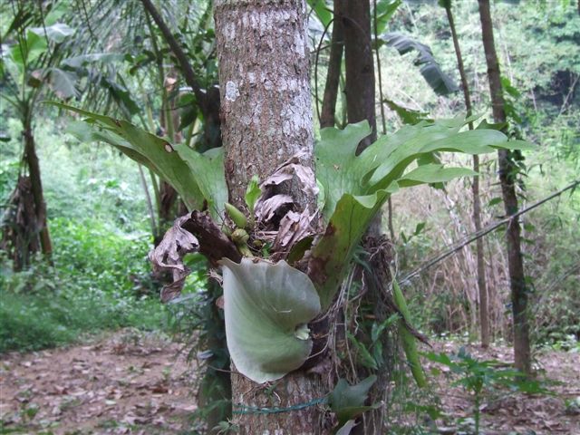 ต้นเขากวาง กล้วยไม้ในป่าชนิดหนึ่ง ที่มีใบทั้งสองข้างเหมือนเขากวาง....