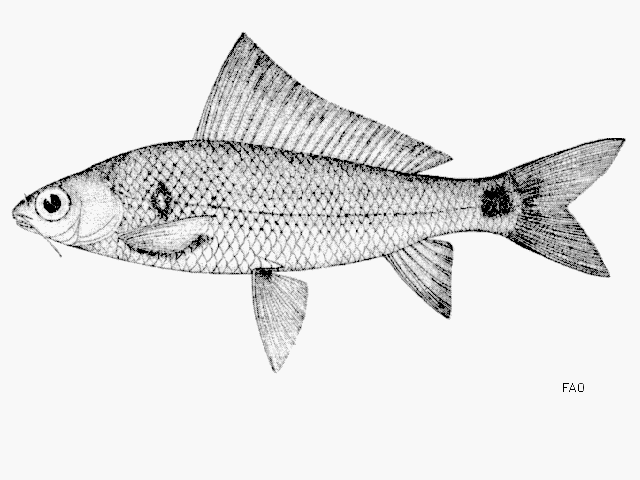 ขอแก้ไขเป็น Labiobarbus spilopleura Smith , 1934. เราสามารถเรียกปลาชนิดนี้ว่า ปลาสร้อยลูกกล้วย หรือ 