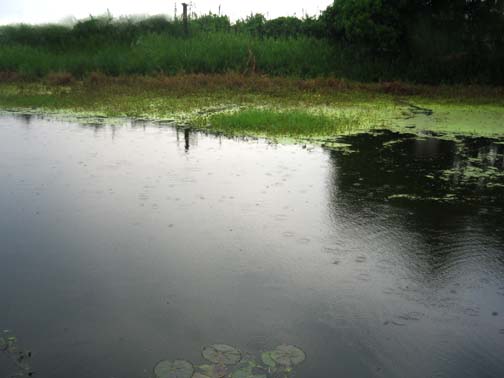 ฝนลงพรำๆ