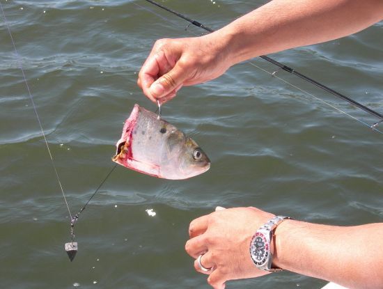 หั่นปลาออก2ท่อน. ท่อนหัวใช้ตกstripe bassมันชอบกินหัว.ท่อนหางใช้ตกBlue fish.ตัวเบ็ดกามา10โอเกี่ยวเข้า