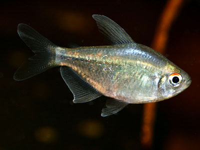 Daimond tetras , Moenkhausia pittieri. 

 :grin: :grin: :grin: