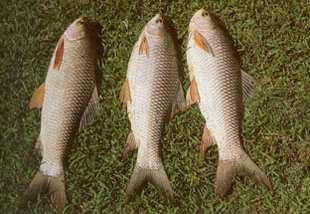 ปลายี่สกเทศ (Labeo rohita Boche) หรือปลาโรฮู่ เป็นปลาที่นำมาจากประเทศอินเดีย เมื่อ พ.ศ. 2511 แผนกทดล