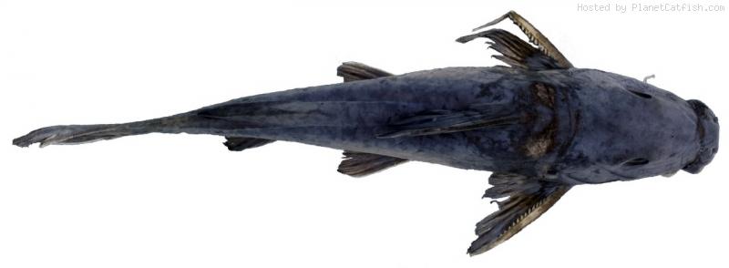 นามกรของปลาชนิดนี้คือ Gogo atratus ระบุว่าถูกพบทางตะวันออกเฉียงเหนือของมาดากัสการ์ บริเวณแม่น้ำ Mana