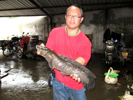 
นี่เลยครับ  ปลาช่อนเมืองจีน 
ขนาดตัวและลายค่อนข้างน่ากลัว 
บางตัวลายคล้ายกับงู