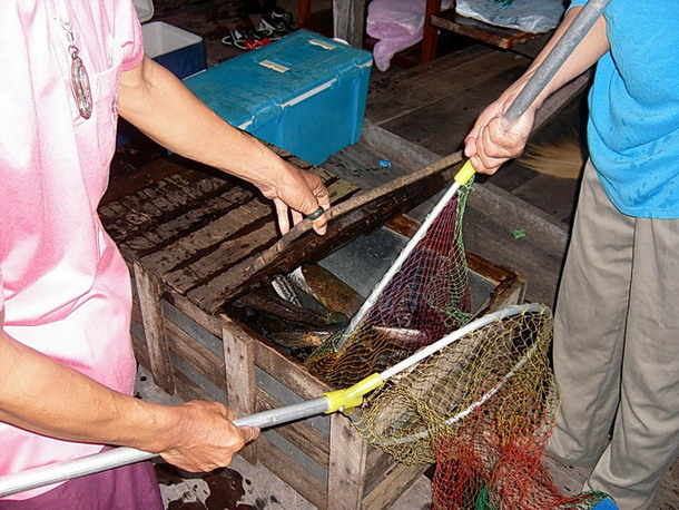 เตรียมเอาปลาลงลังกลับไปบ้าน 

สงสัยจังลังที่แพทำไมเหมื้อนเหมือนลังขายปลาเลย  :spineyes: