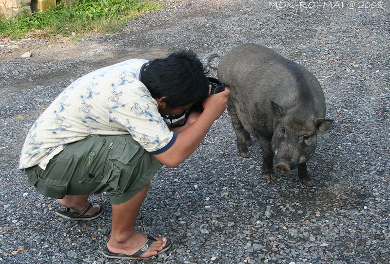 น้าเอกนั่งเฝ้าทุ่นไม่มีอาการเลยไปถ่ายรูปหมู...ดีกว่า... :laughing: :laughing: :laughing:
แล้วหมูก็ใ