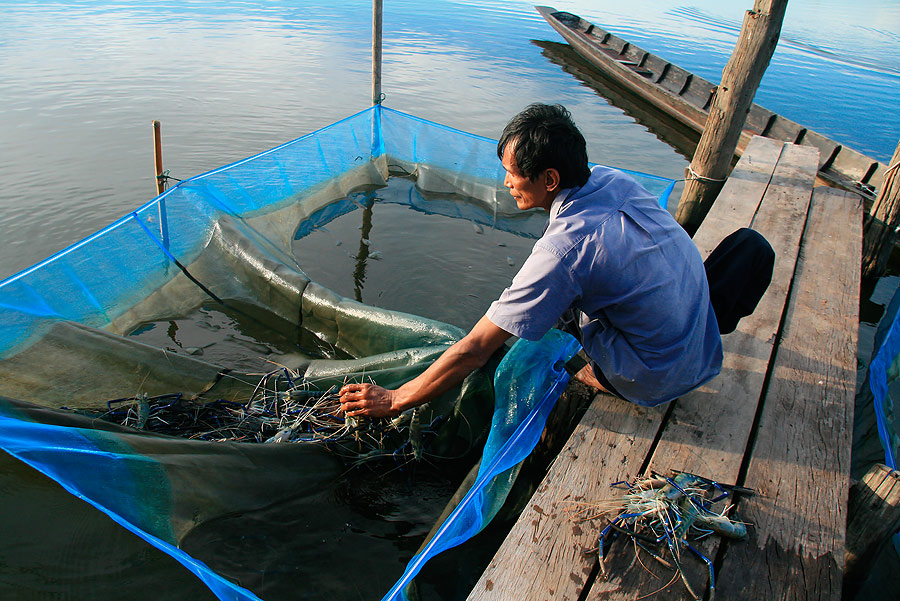 พอดีมีคนเอา กุ้งแม่น้ำมาส่ง