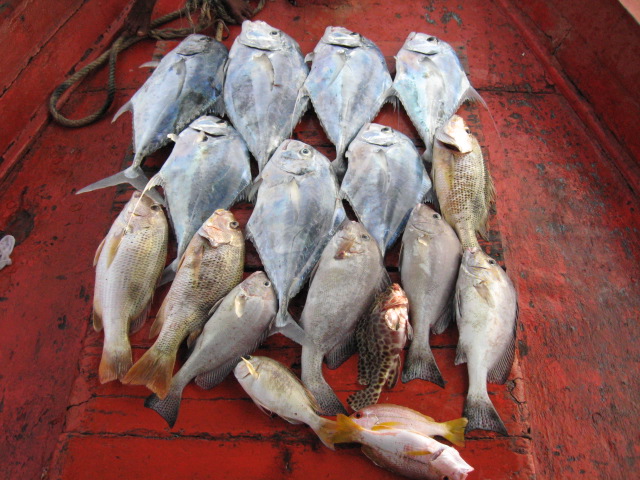 ยอดปลารวมครับ
โฉมงาม 7 ตัว
สร้อยนกเขา 4ตัว 
อั่งเกย 3 ตัว
ยังไม่รวมปลาหลุดปลาขาดอีกเพียบ ที่หมาย