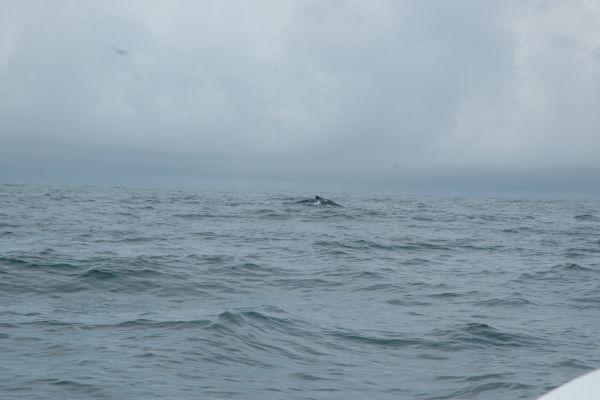 มีปลาวาฬหลังค่อมขึ้นเล่นน้ำให้เห็นเป็นระยะๆครับ.เห็นเเล้วก็เข้าไปหามันเลยจ้า.. :grin: