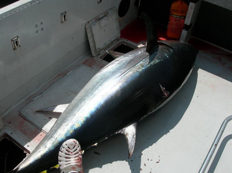 Bluefin Tuna ตัวนี้ยาว6ฟุต6นิ้ว..หนัก267ปอนด์หารด้วย2.2ได้เท่ากับ121กิโล.
 :blush: :blush: :love: :