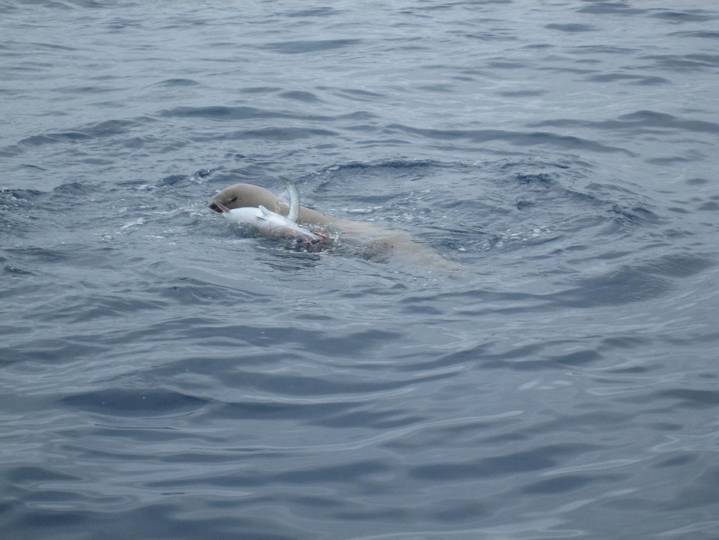 Seal เป็นปัญหากับนักตก ปลาที่นี่เสมอ  ทั้ง ฉลาด ทั้งตะกละ คอยมาเเย่ง ปลาที่ติดเบ็ดเป็นประจำ  
 ปีที