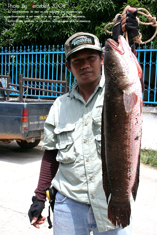 ลากันด้วยภาพสุดท้าย ขอบคุณสำหรับการติดตามครับ

ขอตัวลงเรือก่อน.......นาน ๆ  ได้ตกปลากับเค้าซักครั้