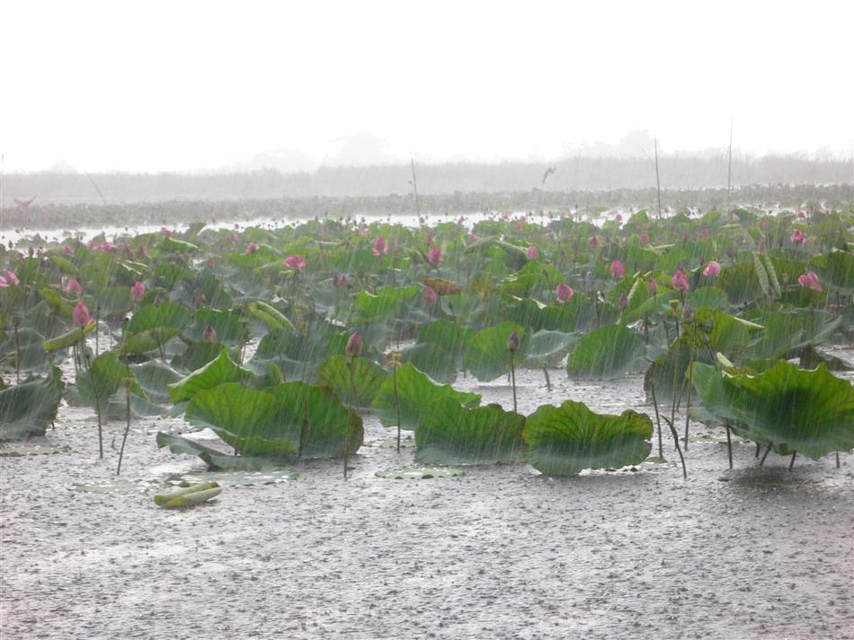 พักเดียวงานเข้า  ฝนตกซะ