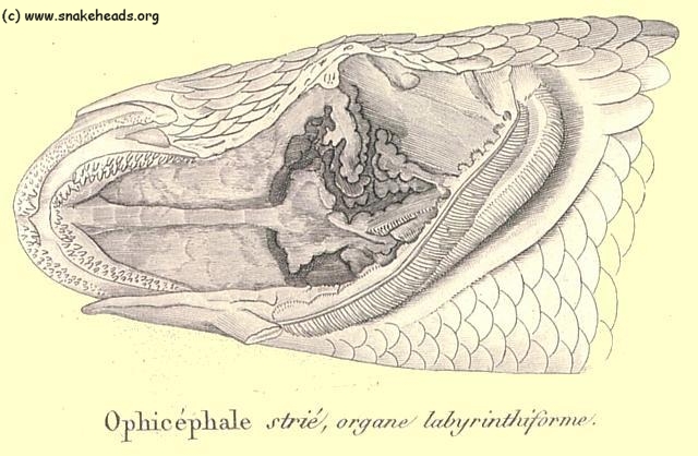   2. กลุ่มปลาช่อน (Channa spp.) ปลาในกลุ่มนี้มีอวัยวะที่ดีมากๆ เราเรียกมันว่า diverticula(ได-เวอ-ติ-