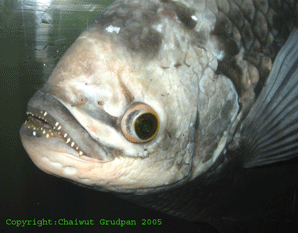      ปลาแรดแม่น้ำโขง(Osphronemus exodon)  เป็นปลาหายากครับ  พบที่แม่น้ำโขงเท่านั้น.........

รูปนี