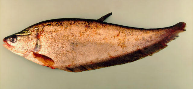    สลาด(Notopterus notopterus) คล้ายปลาสะตือมากครับ
แต่ต่างที่ ปากมันสั้นครับ  ยาวไม่ถึงหลังตา....