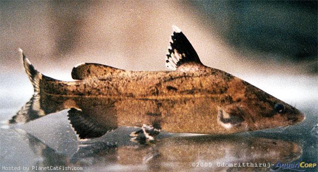ในวงศ์ปลากดเท่าที่ทราบคร่าวๆ มีหลายสกุลครับน้า เท่าที่พอจำได้น่าจะมีปลาในสกุล.
1)สกุล Sperata. สกุล