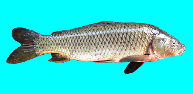    รูปข้างบนเป็นปลาไน(Cyprinus carpio ) จากประเท