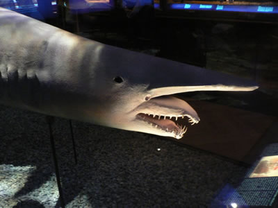 อันดับที่ 7. Goblin shark. หรือ Mitsukurina owstoni.

 :grin: :grin: