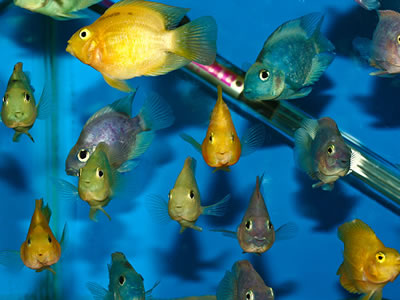 อันดับที่ 10. Hybrid parrot fish. เขาให้เหตุผลว่า 