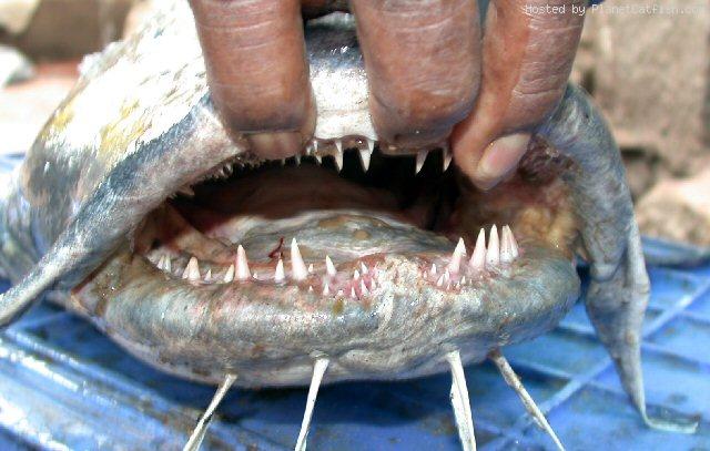 ตัวที่ 2 ผมคิดว่าเป็นปลาแค้ควาย เคยได้ยินมาว่าในอินเดีย ปลานักล่าแห่งท้องน้ำชนิดนี้เคยทำร้ายสัตว์เลี