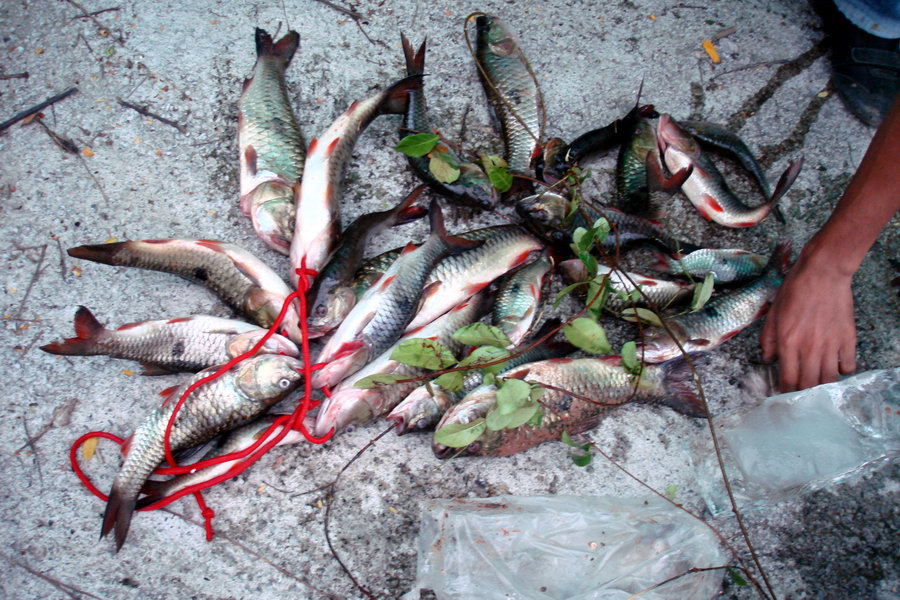 ปลารวมๆ 26 ตัวที่คัดกลับบ้านครับ
...
ขอบคุณหมายดี ลำเชียงไกร ปลายังมีอีกเยอะครับ
กัดติด กัดหลุด ไ