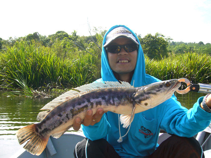 ตัวนี้เป็นปลาจากมาเลเซียครับ ได้ที่อ่างเก็บน้ำซินเดอโร :smile: :smile: