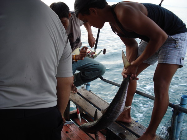 16.00นลงเรือก็วิ้งยาวไปไดน์หมึกที่เกาะช้าง....ระหว่างทางก็ลากเหยื่อขาวหัวแดง....ถึงหัวเกาะก็ได้ผลครั