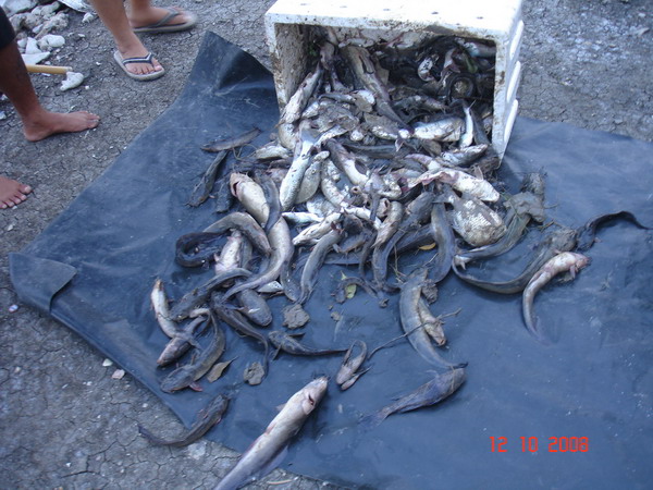 ส่วนใหญ่เป็นปลาดุกทะเล กุ้งกุลา ปลากระพงตัวใหญ่ ๆ ทั้งนั้นอ่ะ น่าเสียดายอ่ะ  :sad: