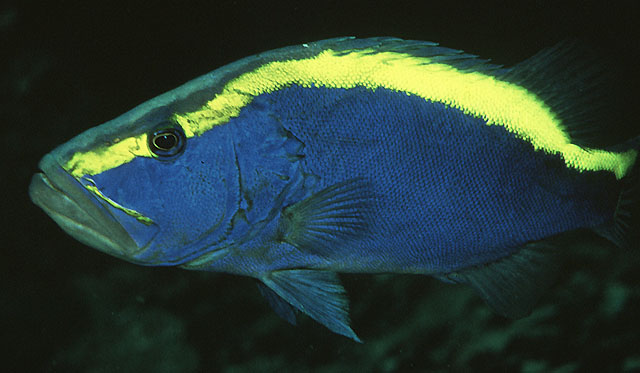 ปลาสบู่หลังเหลือง   (Aulacocephalus temminckii)   ครับ

เป็นปลาในกลุ่ม ปลาสบู่ (soapfish) ชนิดนึง 