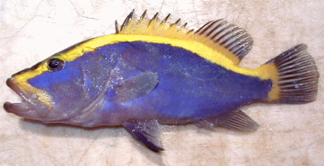 ถ้าใช่ชื่อของเขาคือ Goldribbon soapfish. ( Aulacocephalus temminckii Bleeker,1854) ครับน้ามาด.

 :