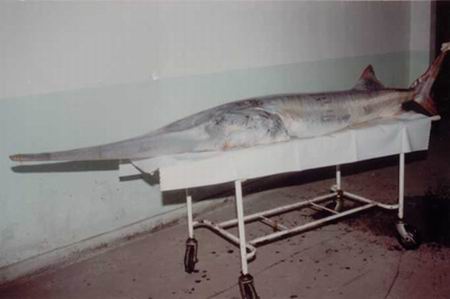 อันดับที่ 2
ปลา ฉลามปากเป็นจีน Chinese paddlefish (ผมคิดว่าน่าจะเป็นปลาน้ำจืดที่หายากที่สุดในโลก)
