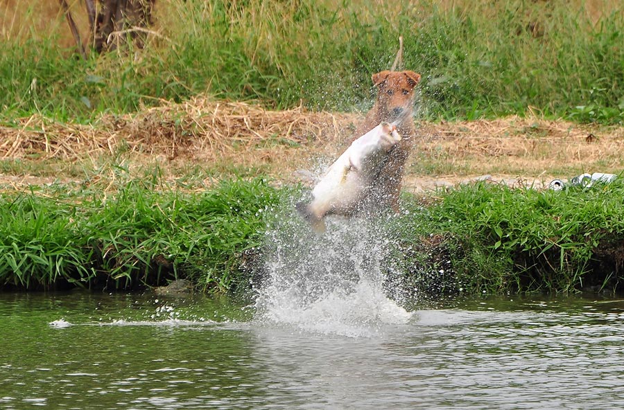 น้ากูล ใช้ เลนส์ 70-300   ลองถ่ายปลากระโดดดูบ้าง

เพราะฝั่งตรงข้าม  เค๊ากำลังอัดปลากัน สามไม้ติดๆเ