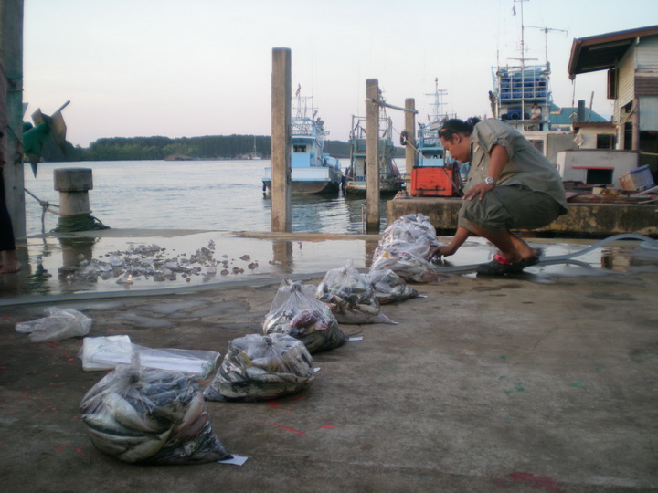 ปลาทูเพรียบครับ ส่วนหมึกได้มาแยะครับ ร่วมๆ 60 โลได้ ทำกินบนเรืออีกแยะครับ เนี่ยในวันคลื่นแรงครับไม่อ