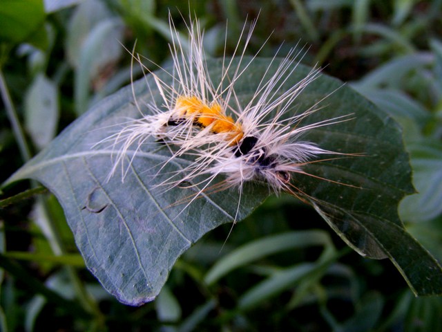 Fly Tying - Wooly worm 