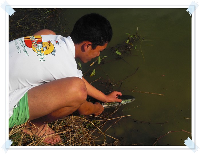 นี้ละครับ คือความหมายของคำว่า CATCH AND RELEASE
ตกแล้วปล่อย