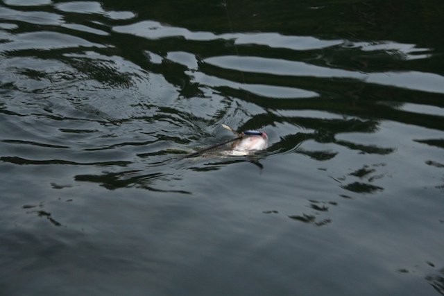ปลดเสร็จได้เล่นต่ออีกนิดหน่อย ปลาติดอยู่ลึกประมาณ 5-6 เมตร คันพิกซี่ได้ทำงานอีกครั้งหลังปลดปลาจากต้น