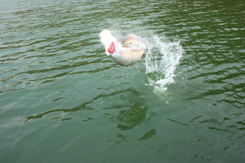 ถ้าเปิดโอกาสให้ปลากระโดด สบัดเหนือผิวน้ำบ่อย ๆ ครั้ง อาจจะทำให้คมเบ็ดที่ฝังอยู่กับปากปลาหลุดได้  :gr