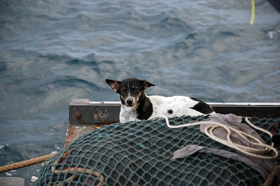 หมาเฝ้าเรือประมง  เพื่อนแก้เหงากลางทะเล
