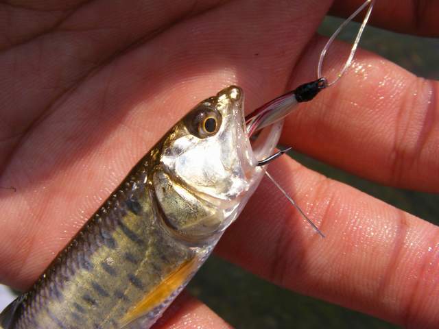 อ้อ!  พอเห็นปาก ก็รู้เลย เจ้าปากกว้าง ปลาสนากครับผม ไม่ใช่ rainbow trout

ชื่อของมันคือ burmese tr