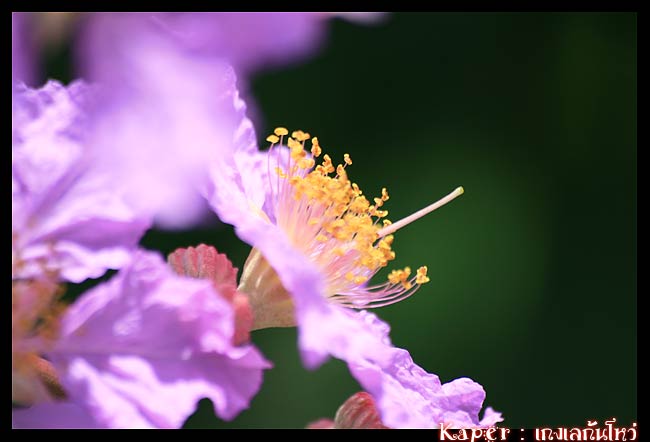 เจ้าดอกสีม่วง สีชมพู บานอยู่เต็มสองข้างทาง ช่วงพักสายตาให้เราระหว่างเดินทาง
จบจากการท่องเที่ยวเชิงเ
