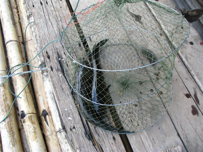 ตกปลาช่อน-ชะโด  ที่ห้วยแม่ปลาสร้อย  ไปมาเมื่อวันที่ 8-9 เมษายน 2552

ได้พอแกง.... ครับ