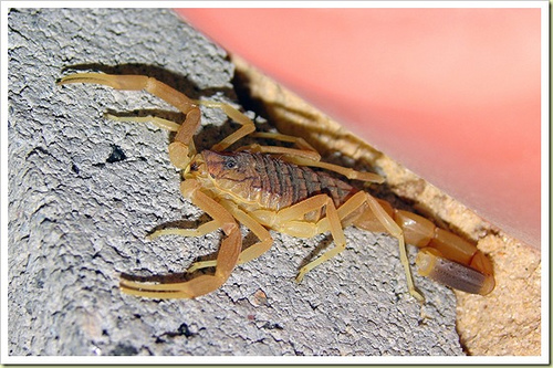 อันดับที่ 5 ได้แก่ Death Stalker Scorpion - แมงป่องพันธุ์ เดธท์ สตอลเกอร์ [center]แมงป่องโดยทั่วไปนั