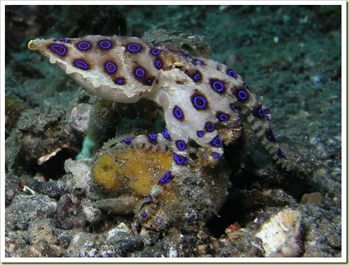 อันดับที่ 4 Blue-Ringed Octopus - ปลาหมึกแหวนน้ำเงิน [center]ปลาหมึกแหวนน้ำเงินนั้นมีขนาดที่เล็กมาก 